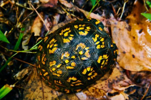 Image of Turtle with black and yellow shell hiding on fall leaves
