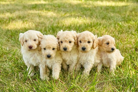 Image of Litter of adorable white Goldendoodle puppies in grass