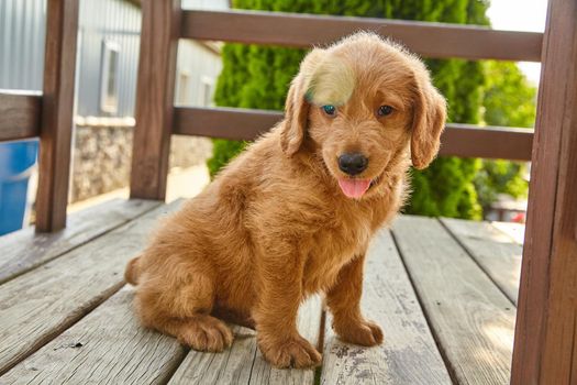 Image of Adorable Labradoodle puppy with tongue out resting on wood furniture