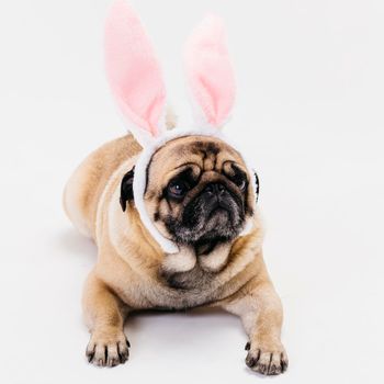 apricot fawn cute compact pug bunny ears. High resolution photo