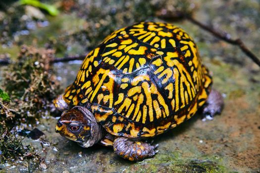 Image of Turtle with colorful orange and black shell resting on wet ground