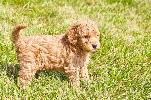 Image of Goldendoodle puppy in grass with light brown curly hair