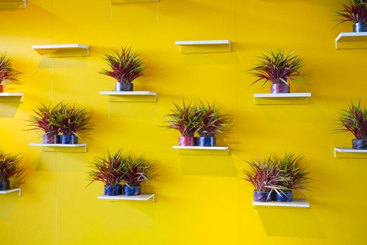 Potted house plants against yellow wall.