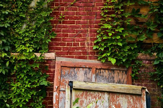 Image of Old wood panels next to red brick wall with windows covered in vines