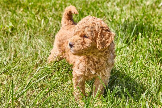 Image of Goldendoodle puppy Looking to the side in grass