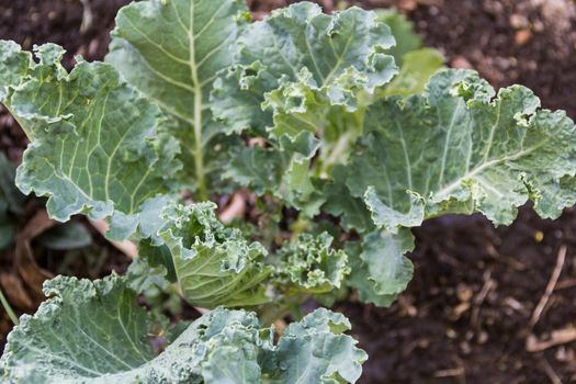 young kale grown in the organic garden in spring