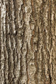 top view tree bark. High resolution photo