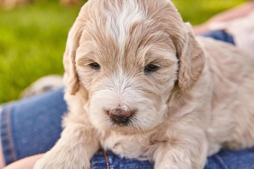 Image of Light colored Goldendoodle puppy sitting on woman's lap