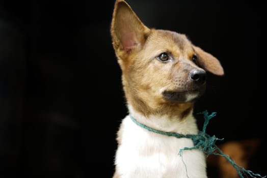 close up of a puppy isolated on black