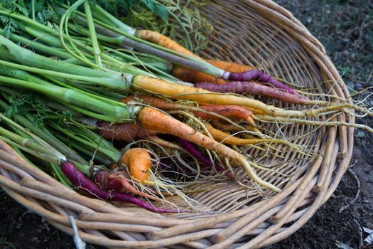 basket with a variety of carrots harvested in the family garden