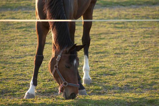 A magnificent brown horse running around a preserved area on a grass-covered meadow