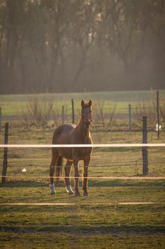 A vertical shot of a beautiful brown horse in a preserved area on a grass-covered meadow