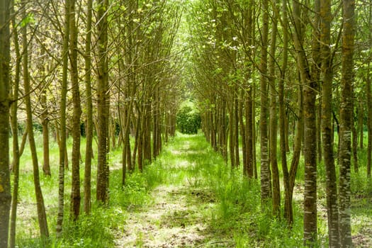 Beautiful green path through the tree line on the left and right. Sunny day.
