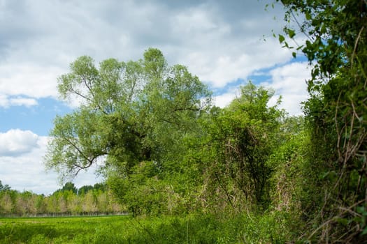 Green wood and blue white sky. The tree is full of green leaves.