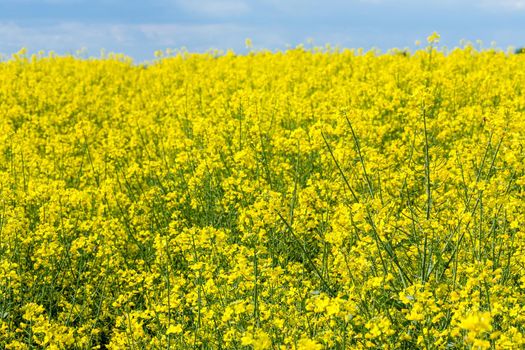 A closeup shot of yellow rapeseed field under the blue sky