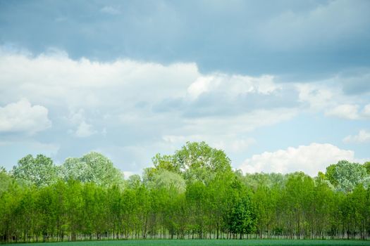 Cloudy blue and white sky above the green forest.