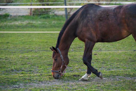 A magnificent brown horse running around a preserved area on a grass-covered meadow