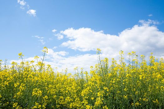 A closeup shot of yellow rapeseed field under the blue sky