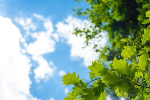 A selective focus shot of green oak leaves on the cloudy sky background