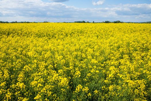 A closeup shot of yellow rapeseed field under the blue sky