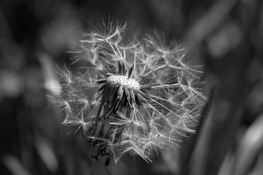 A grayscale selective focus shot of white dandelion head