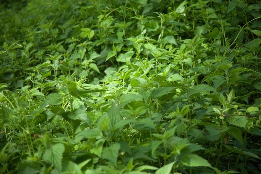 A selective focus shot of green plant field of nettles