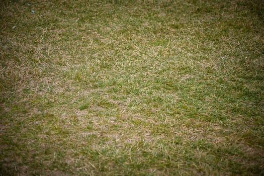 A high angle shot of the short green grass on a meadow captured during the day time