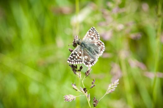 A selective focus shot of a butterfly on a plant in the garden