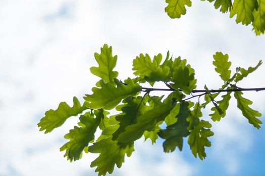 A selective focus shot of green oak leaves on the cloudy sky background