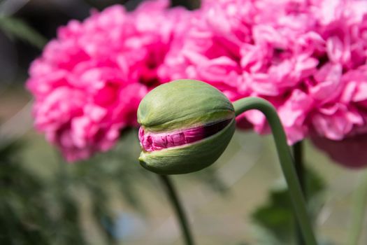 pink giant double poppy flower in spring