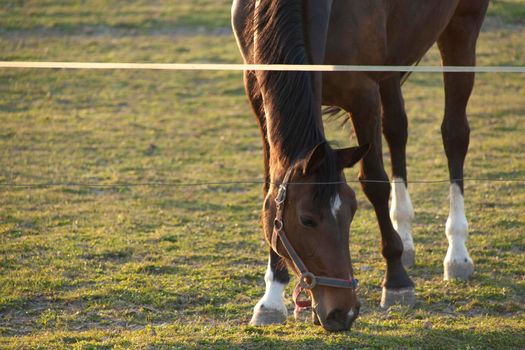 A magnificent brown horse grazing on the grass-covered meadow in a preserved area