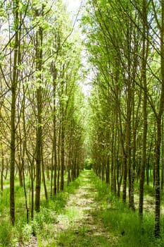 Beautiful green path through the tree line on the left and right. Sunny day.
