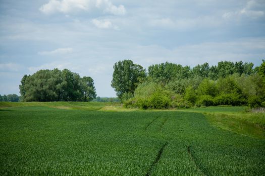 A beautiful shot of green grass field with trees