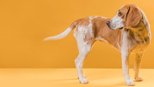 lateral view dog looking his tail. High resolution photo