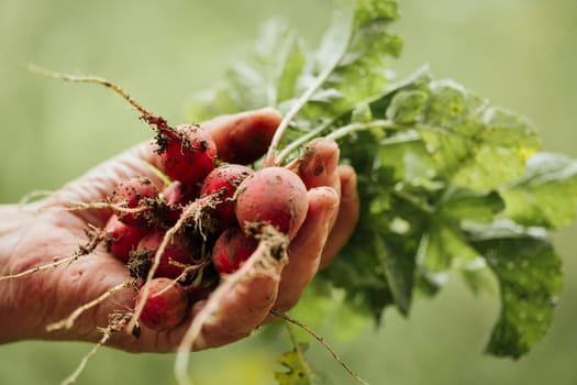 close up hand holding fresh radishes. High resolution photo