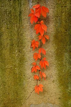 wild wine leaves in autumnal colors on a concret wall