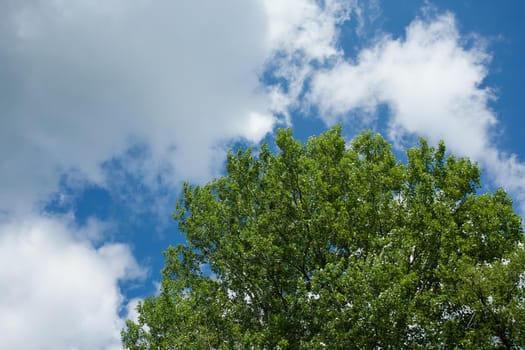 A closeup shot of green tree under the blue sky and white clouds