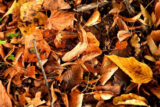 autumnal colored leaves in a heap