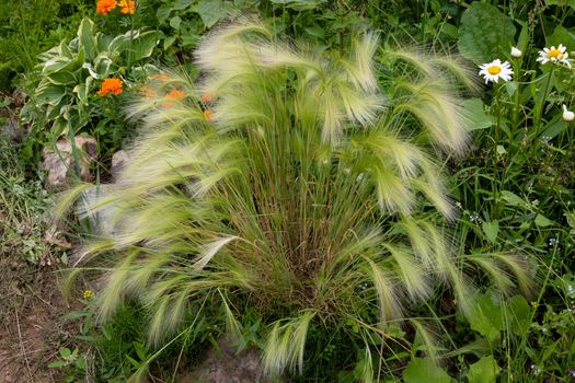 Decorative maned barley grows on a flower bed in the garden.