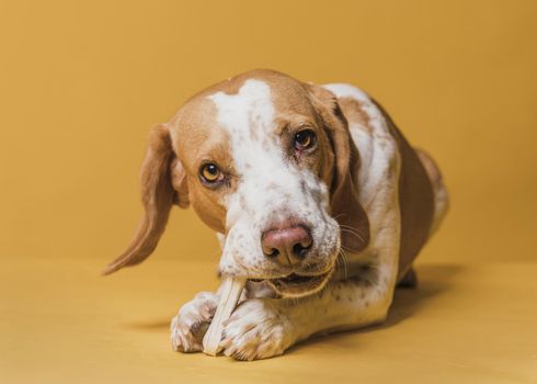 happy adorable dog eating bone 2. Resolution and high quality beautiful photo