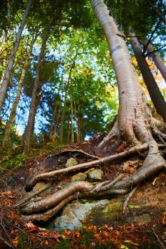 Image of Tall white barked tree with roots exposed and a green forest in the background and dead leaves at its base