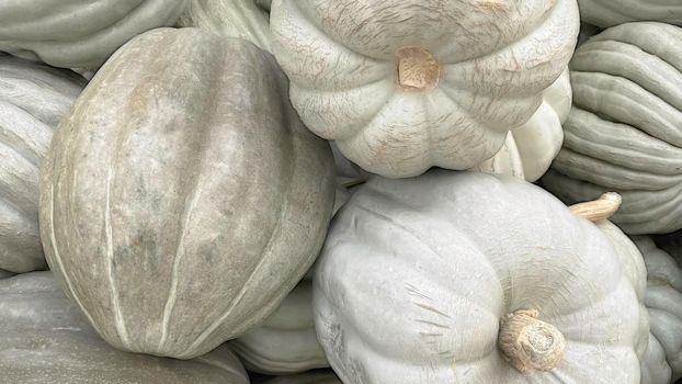 Close up winter squash in market stall