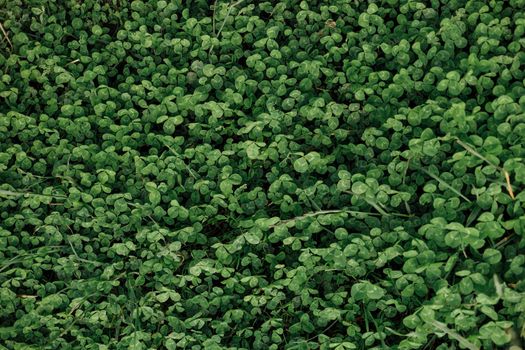 top view close up field clovers. High resolution photo