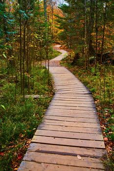 Image of Winding wood plank forest path with tall and thin trees during the fall