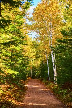 Image of Yellow birch or aspen trees line one side of a path while pine trees make up the rest of the forest