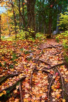 Image of Tree roots and fall leaves in a forest of green