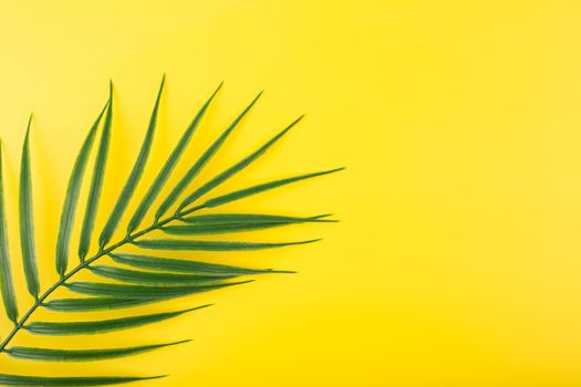 Creative bright yellow background with palm leaf. Flat lay with palm leaf in diagonal on yellow background with space for text. Concept of abstract modern tropical background