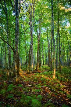 Image of Tall and thin trees in a sparse green forest peaceful