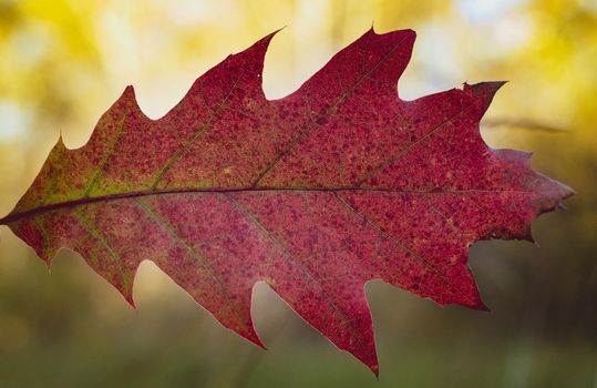 Red oak leaf hanging from above on blurred green forest background. High quality photo