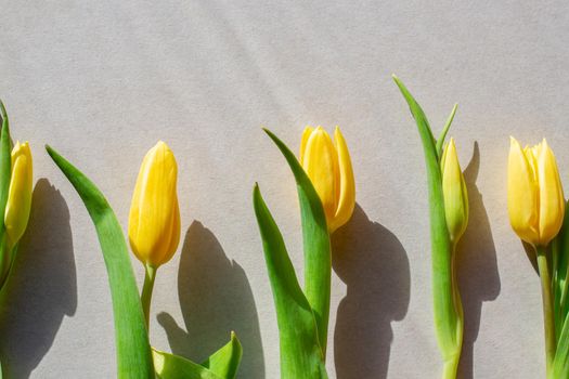 Yellow tulips with hard shadows on a gray background. Template for congratulations, flat lay.